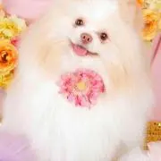 レイ　プロフィール必読の画像