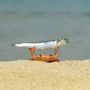 なたろう