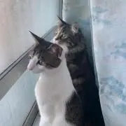 ばばの画像