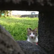 たんたver1.5の画像