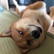 オデオ