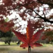 グラグラtm