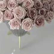 あんの画像