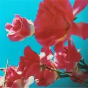 ボンボンの画像