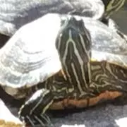 こた