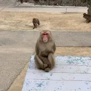えーすけ