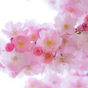 あお　5/15〜5/20発送できませんの画像