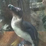 わんわん