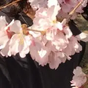 Syncopationの画像