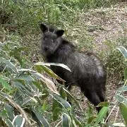 AKの画像