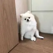 hannaの画像