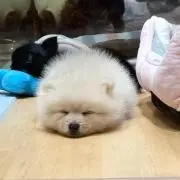チャンビーの画像