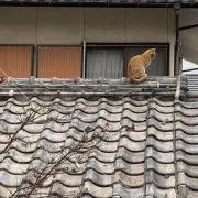 アーメド