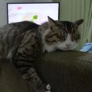 猫すっきの画像