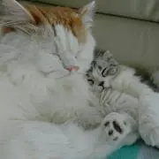 レオモコの画像