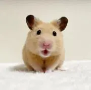 ぽむの画像