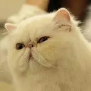 しほの画像