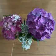かーさんの画像
