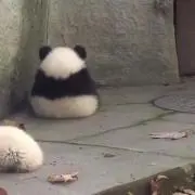 ぱんだ