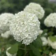 あんこの画像