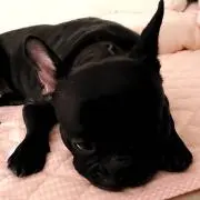 ふじやんの画像