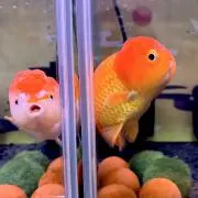 ぶんぶんの画像