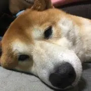 ちゃうちゃうの画像