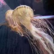 なんだろなの画像