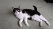 ドナルドの画像