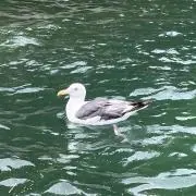 たまごスープの画像