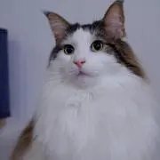 Felixの画像