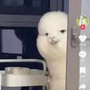 あるぱか