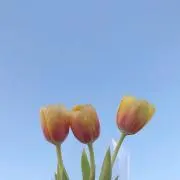 チューリップ/プロフ必読の画像