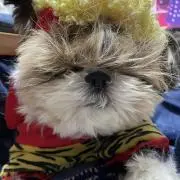 ふぅの画像
