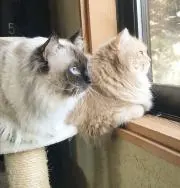 ソラシド