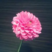 meccoの画像