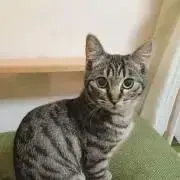 めぐの画像