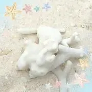 珊瑚の画像