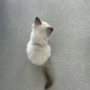 ♡