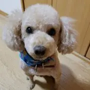 Reoの画像