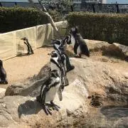 ペンギンの画像