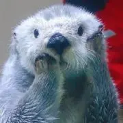 飛びたいラッコ