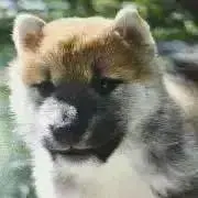 さときち