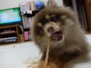 (˘ω˘ )アルバトロスの画像