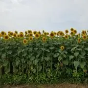 アルバトロス