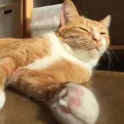 bonbonの画像