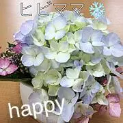 ヒビママの画像