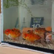 金魚の画像