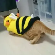 migyu02