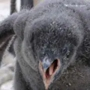 ペケ